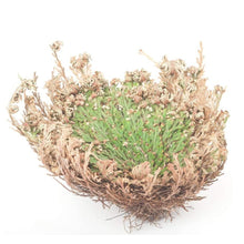 Load image into Gallery viewer, Rose of Jericho
